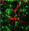 グリア細胞からもニューロンに情報伝達