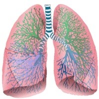 肺の再生が現実に成るかも知れない