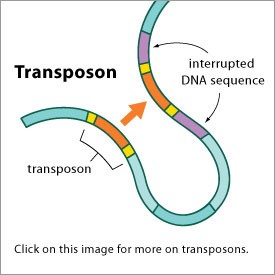 老化のトランスポゾン原因説を裏付ける新研究