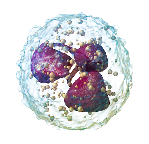 好中球エラスターゼが癌細胞を選択的に死滅させ、腫瘍の発生を抑制することを発見。
