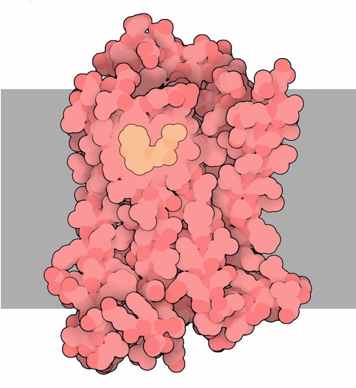 GPCRの構造： 重要な薬物標的の機能の分子的起源を解明