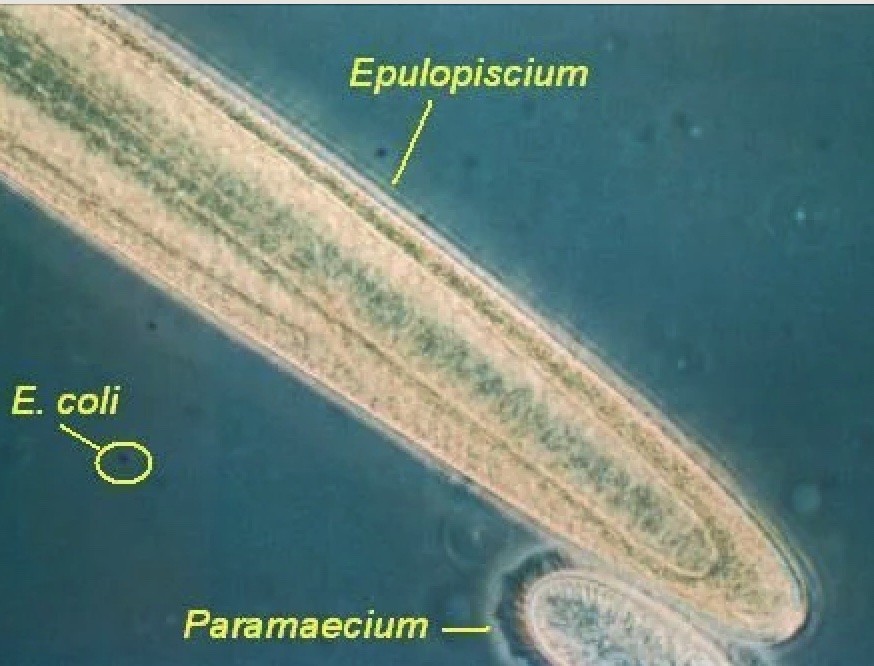 ミトコンドリアの機能と類似性を持つ巨大細菌Epulopiscium viviparusの全ゲノム解析