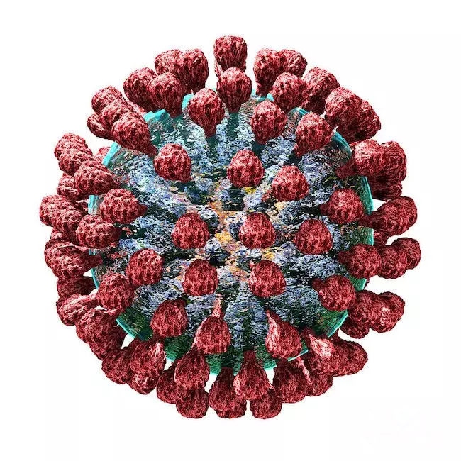 糖タンパク質3量体構造の解明により、ラッサウイルスの新たなワクチン開発への道が開かれる