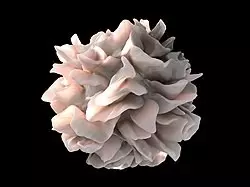 セラピューティック・ソリューションズ・インターナショナル社は、CD103を発現する樹状細胞とそのエキソソームが、JadiCell間葉系幹細胞を介した肺の保護に関する新しいメカニズムであることを特定。