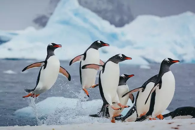 ペンギンの羽の構造が効果的な防氷技術に。電線や風力タービン、さらには航空機の翼に付着する氷を化学薬品なしで除去する方法を開発。