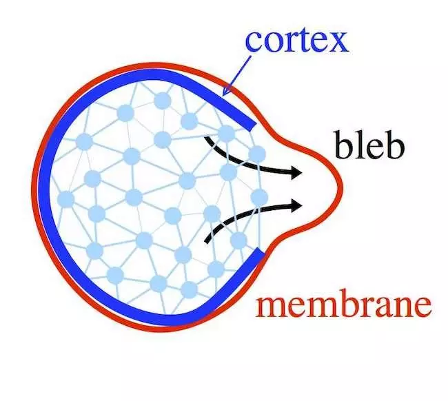 細胞膜の "ブレブ"が抗がん剤の新たなターゲットになる可能性