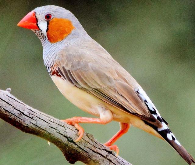 キンカチョウは50羽以上の仲間の鳴き声を迅速に記憶できることが判明