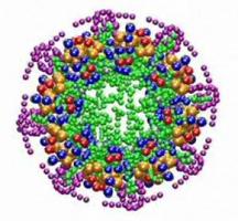細胞老化の謎を解く長命なタンパク質を発見