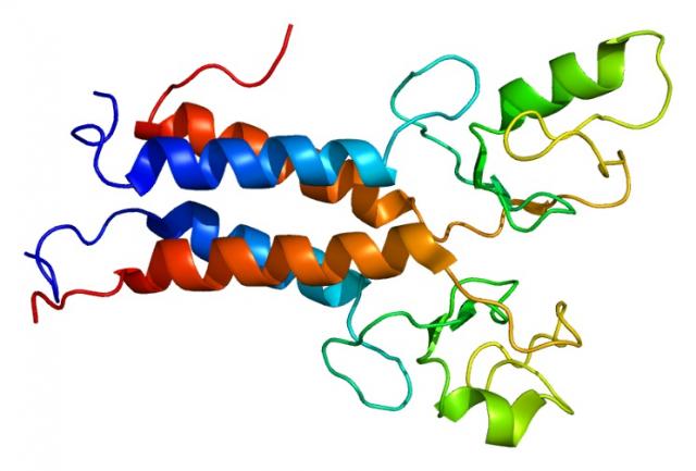 BRCA1遺伝子 (アンジェリーナ・ジョリー遺伝子) の機能を深く解明
