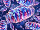 ミトコンドリアタンパク質Mitofusin 2の欠損が引き起こす疾患の治療にコエンザイムQサプリメントが役立つことが判明