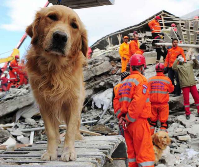 動物のシックスセンスを利用した地震早期警報システムの研究が進展