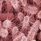 シーケンシングで院内感染抗生物質耐性クレブシエラの遺伝的多様性明らかに