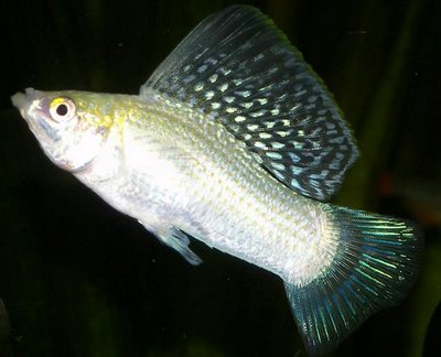 無性生殖のアマゾン・モーリーのゲノム・シーケンシング完了