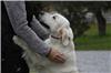 犬の社会的スキルとオキシトシン感受性