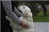 犬の社会的スキルとオキシトシン感受性