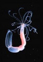 植物動物両方の特徴を持つイソギンチャクの遺伝子調節