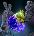 MeCP2関連の不安症は二つの遺伝子の過剰発現によるものだった
