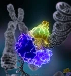 MeCP2関連の不安症は二つの遺伝子の過剰発現によるものだった