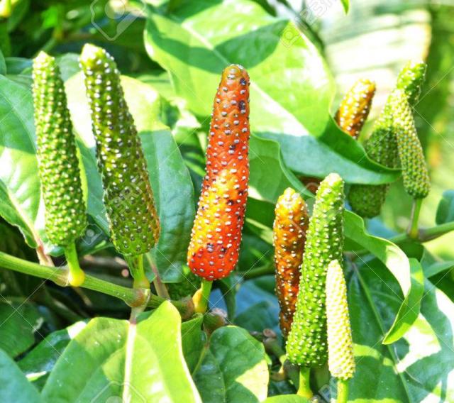 ヒハツ(インドナガコショウ)に含まれる成分が神経膠芽腫に有効であることが判明