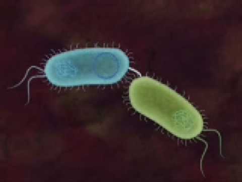 特定の接合性プラスミドがCRISPR-Casを回避するメカニズムをカナダの研究グループがNARで発表