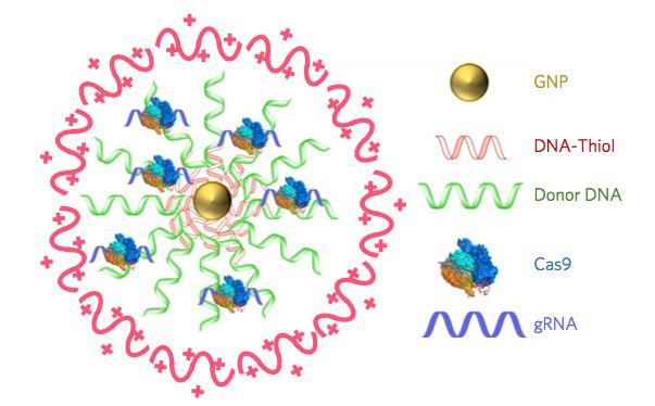 CRISPR-Cas9の輸送にCRISPR-Goldを用い、マウス・モデルでデュシェンヌ型筋ジストロフィー突然変異を治療