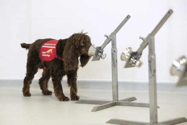 英国政府、犬によるCOVID-19の一斉迅速検出を推進