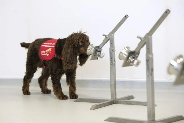 英国政府、犬によるCOVID-19の一斉迅速検出を推進