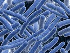 化学療法: 腸内細菌が効果促進の働き