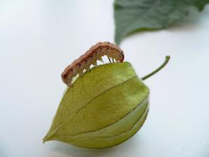 ホオズキが昆虫から身を守る防御化合物を逆に利用する蛾がいた