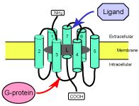 ノーベル化学賞はGタンパク共役受容体(GPCRs)に