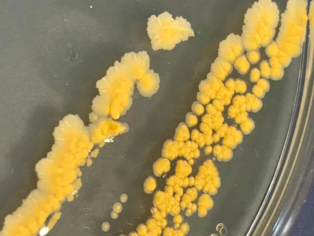 極地生物の不凍タンパク質が革命的な細菌凍結保存技術の開発を促す