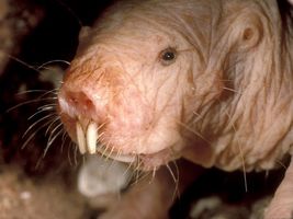酸の刺激を感じないアフリカハダカデバネズミのイオンチャンネルに新薬のヒントが!
