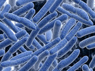 腸内細菌が1型糖尿病の自己免疫過程に影響か