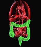 ガン幹細胞仮説を支持する結腸直腸ガンの新知見