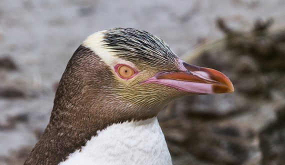 人間やペンギンに感染するサルマラリア原虫に対するハイスループット薬物試験法が開発された