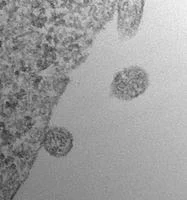 NIH、細胞外RNAと細胞間情報伝達研究に1,700万ドル目標