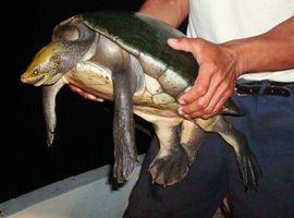 絶滅寸前の川ガメの遺伝子から古代マヤ族との関係が判明