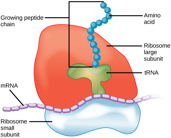 RNA分子がリボソームでどのように折り畳まれているかが明らかに。 調査結果は前例のない詳細を明らかにした。