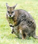 カンガルーの遺伝子配列解析が完了
