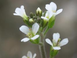 植物の適応性の秘密はエピゲノムの高度な多様性