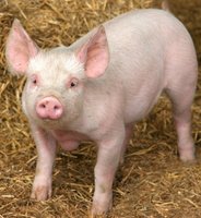ブタウィルスの遺伝子マーカーで6億ドルの節約か