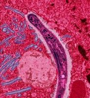 マラリアの治療薬が開発される