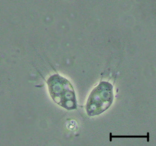 ウイルスを食べる海洋原生生物を発見か?これまでウイルスを食べる生物は知られていなかった