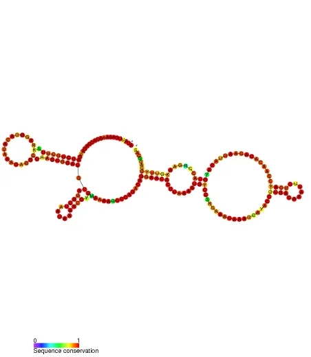 免疫応答を抑制し疾患をコントロールするための新しいパスウェイ（lncRNA HOTAIR）が発見された。