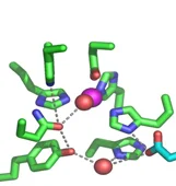 皮膚ガンの新しい遺伝子モデルが発表される