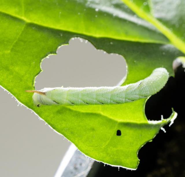 フラソミクス解析でタバコ野生種が自分を傷つけずに防御毒素を生合成する仕組みを解明