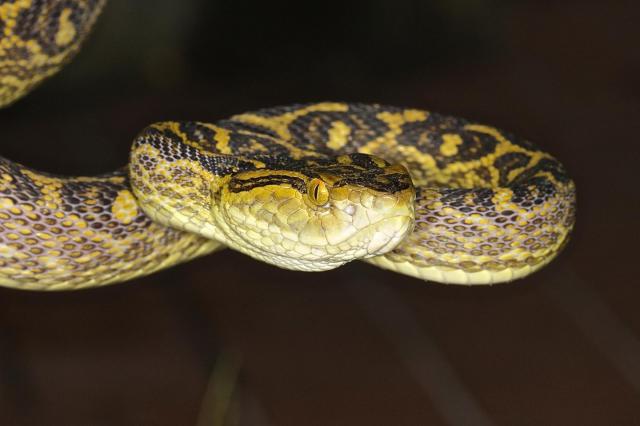 研究グループ、台湾ハブのゲノムのシーケンスとヘビ毒進化上の遺伝的浮動の役割を研究