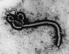 既存の医薬 (Ouabain) がエボラ・ウイルスに効果を持つ可能性