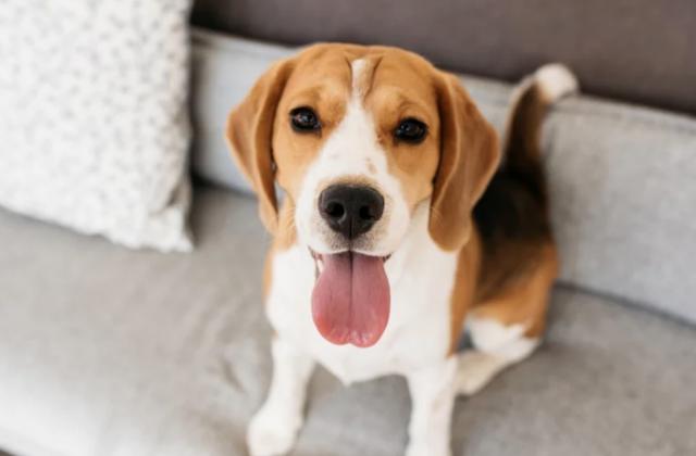 ビーグル犬が97%の精度で患者血清から肺癌を嗅ぎ分けた
