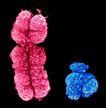 ヒトY染色体遺伝子によって制御される非性器機能が発見された。なぜ特定の病気が男性と女性に異なる影響を与えるのか?その理由を解明できるかもしれない。